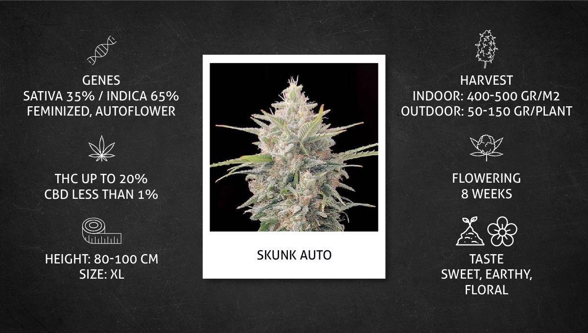 Skunk Auto Cannabis Strain Week-by-Week Guide: Datasheet