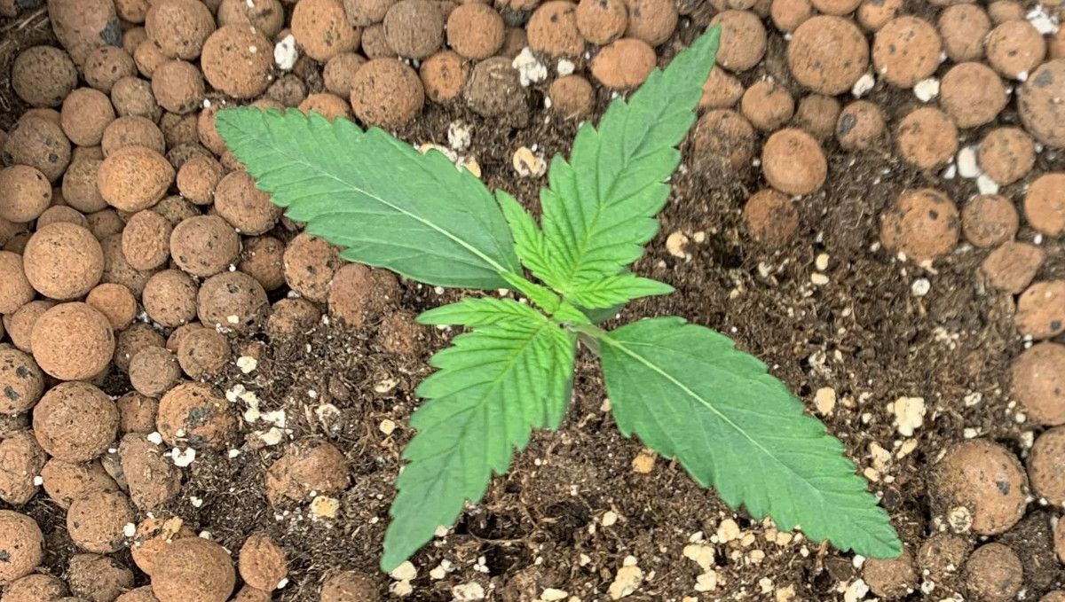 Banana Purple Punch Auto भांग स्ट्रेन: प्रारंभिक वेज | सप्ताह 2 | सप्ताह 2 के लिए अच्छे से बढ़ा पौधा