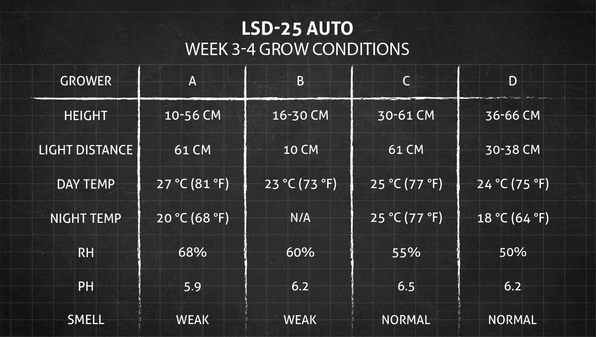 LSD-25 오토 대마초 스트레인: 3-4주차 재배 조건
