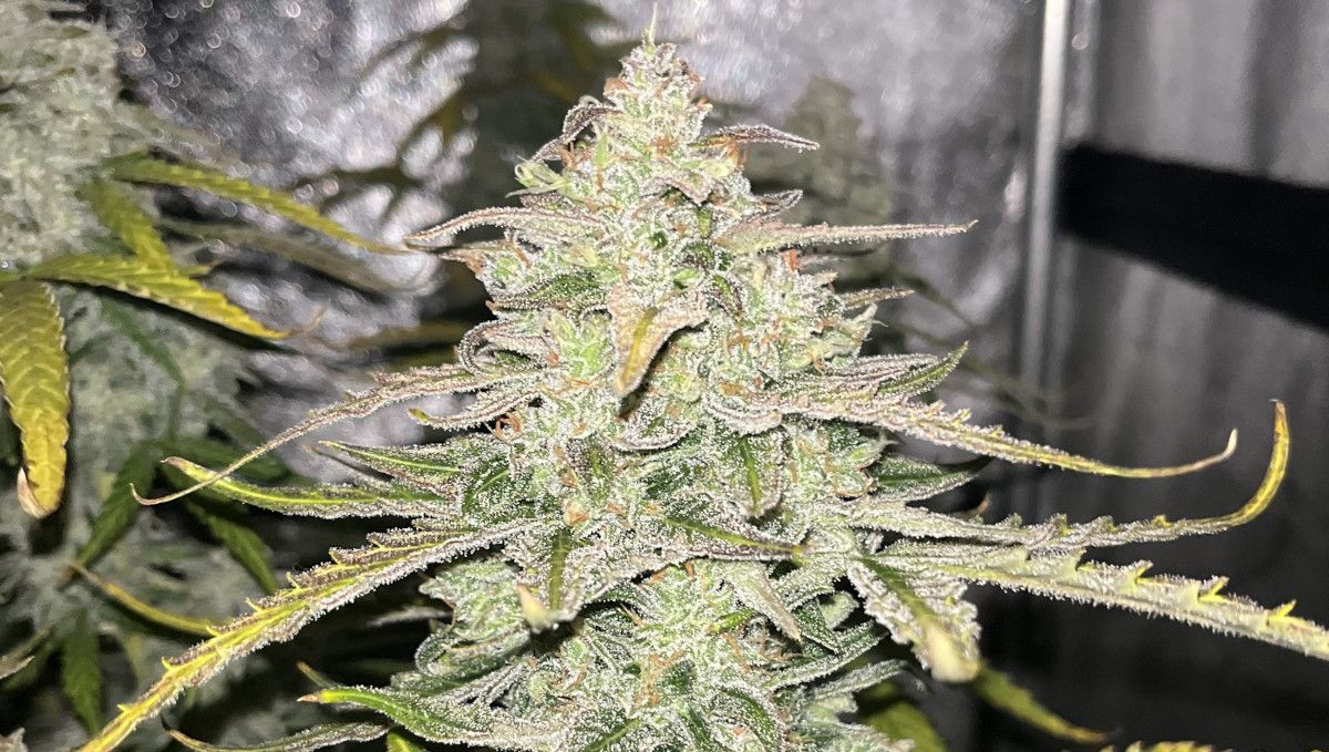 Pineapple Express Auto cannabis-variant: modning og høst | uke 10+ | nærbilde av moden bud dekket av harpiks