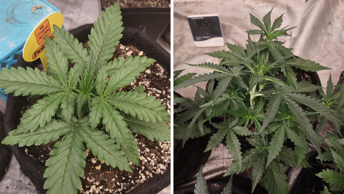 Frosted Guava Auto cannabis strain: mid veg | weeks 3-4