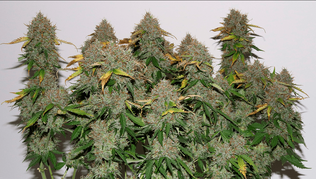 Top 5 highest THC autoflowering strains: girl scout cookies autoTop 5 highest THC autoflowering strains: gorilla glue autoTop 5 highest THC autoflowering strains: girl scout cookies autoTop 5 highest THC autoflowering strains: gorilla glue auto
