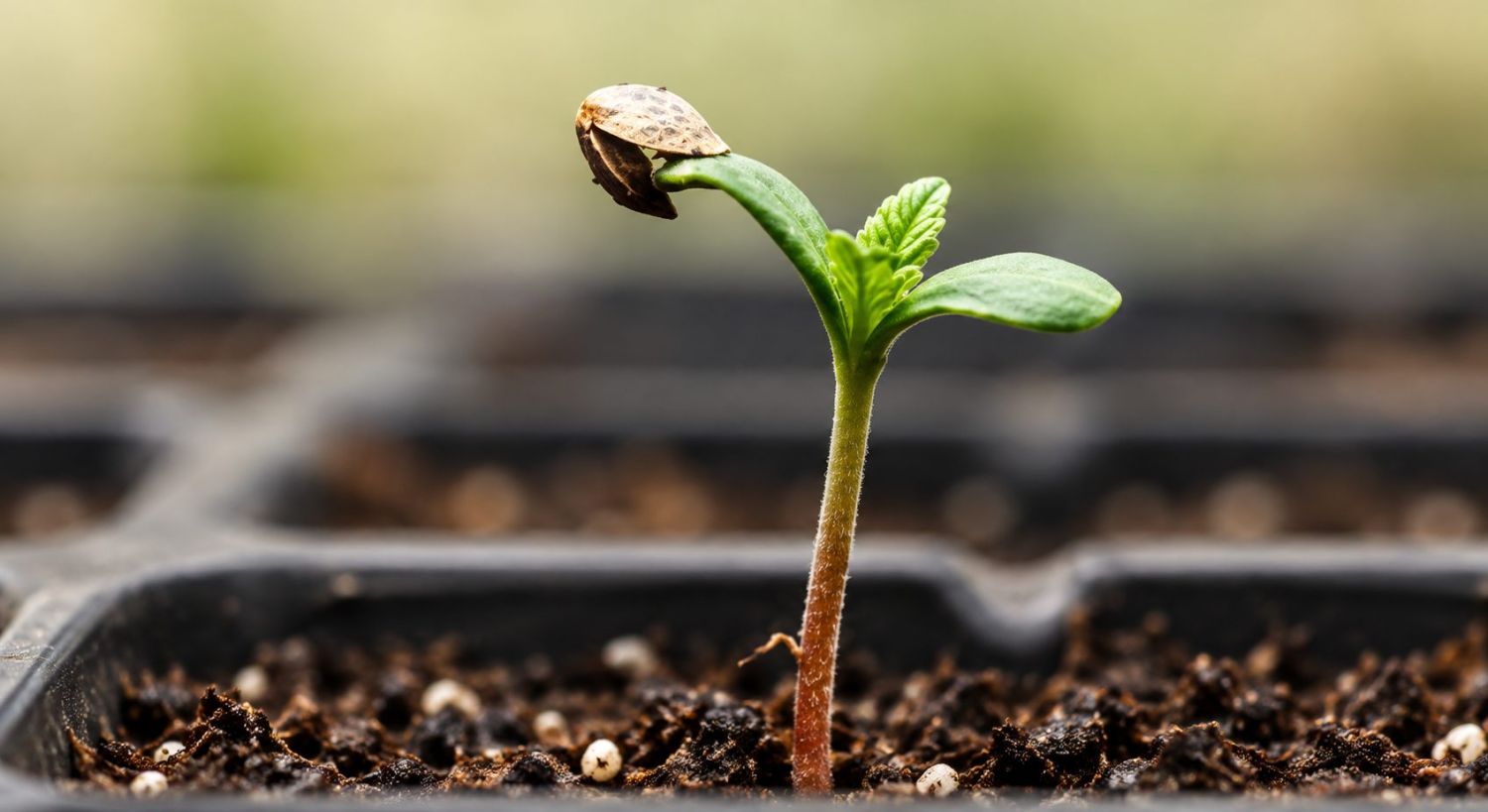 Newly Born Cannabis Seedling