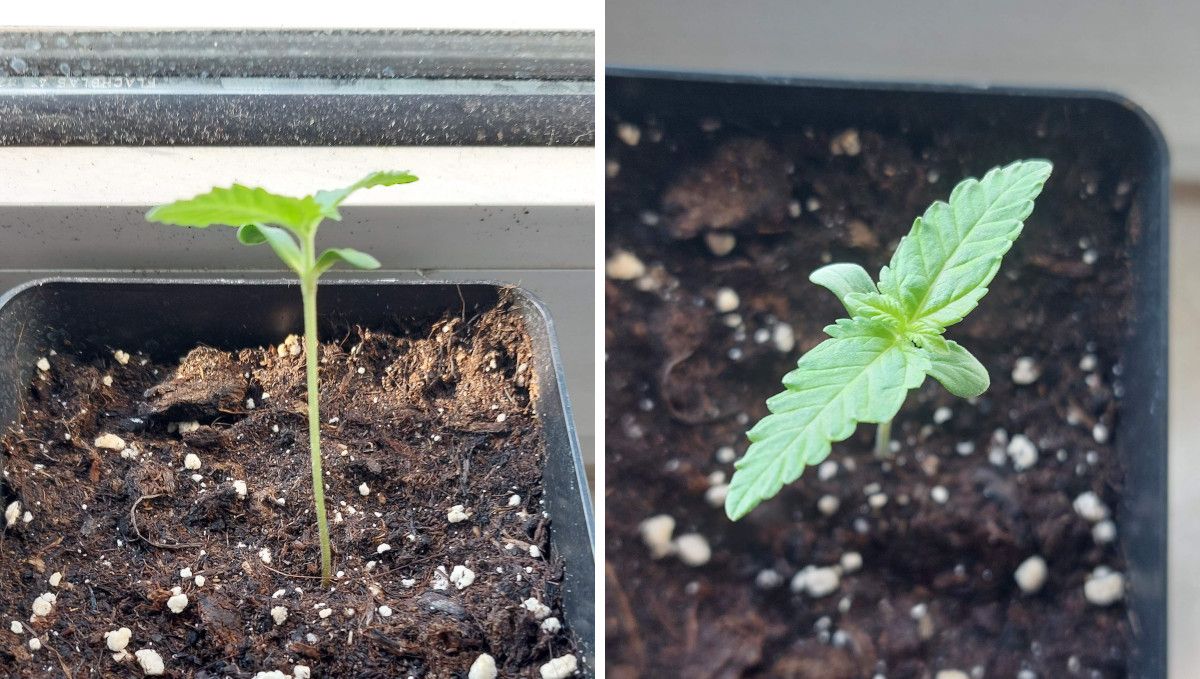 Wedding Cheesecake FF cannabis strain: germination and seedling stage | week 1 | growing on the window sill in a black plastic starter pot