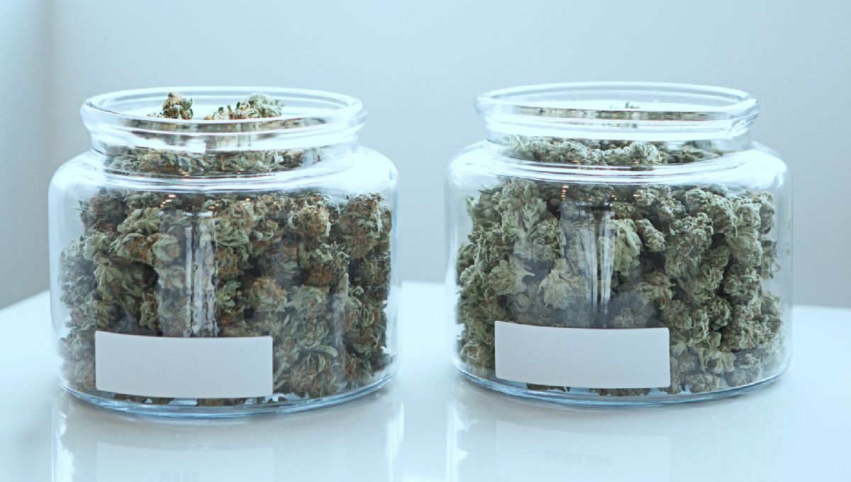 Mold on plants plants: mold on returned plants buds