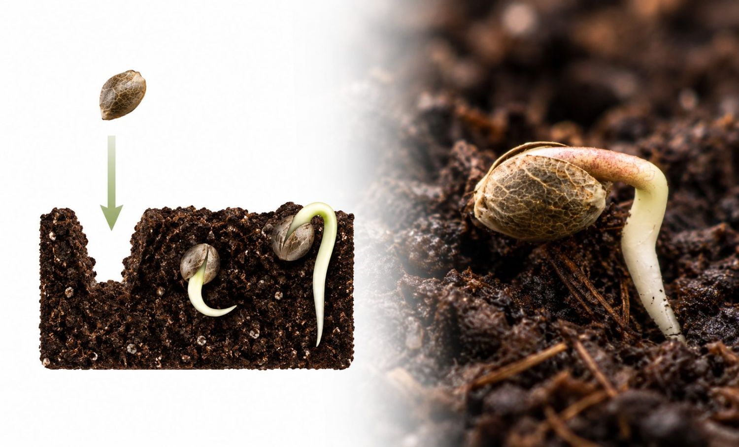 Guide germination : semis direct dans le substrat