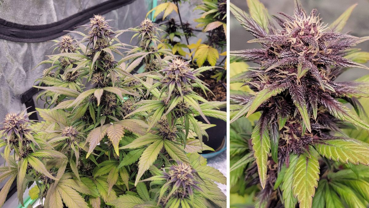 Blackberry Auto cannabis strain: early flower | weeks 6-7 | a compact multi-branch plant and a closeup of its purple and resin-covered bud