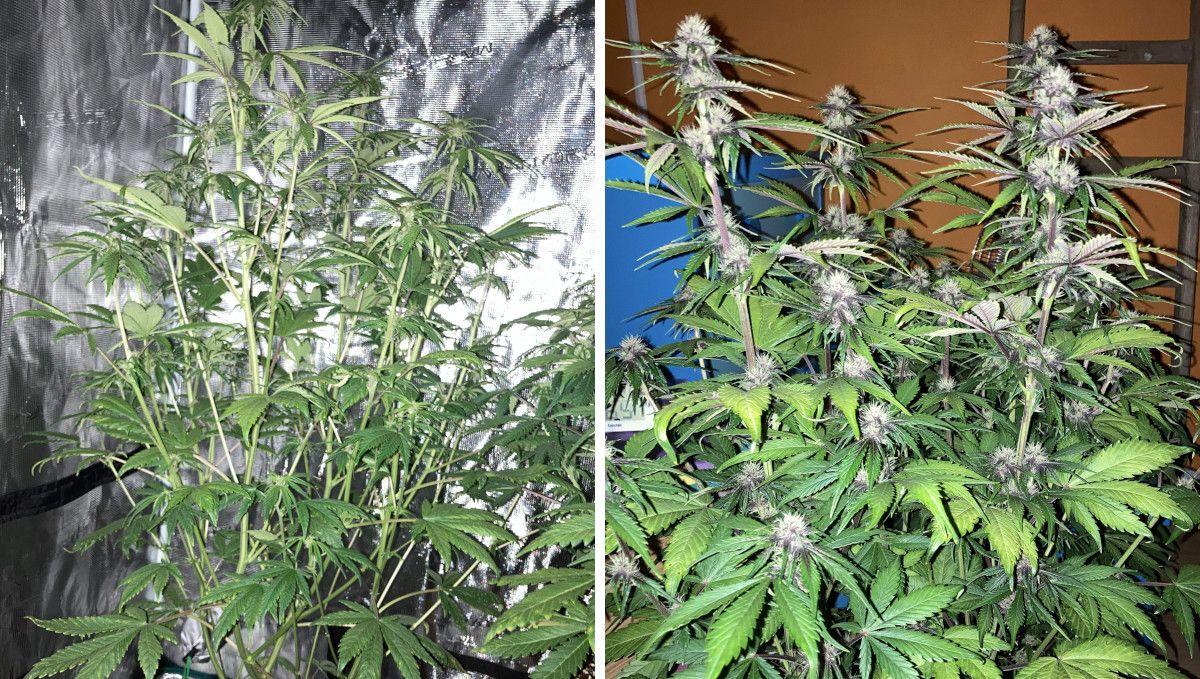 Auto Blackberry Kush cannabis strain: early flower | weeks 6-7 | a very stretchy multi-branch autoflower stacking up