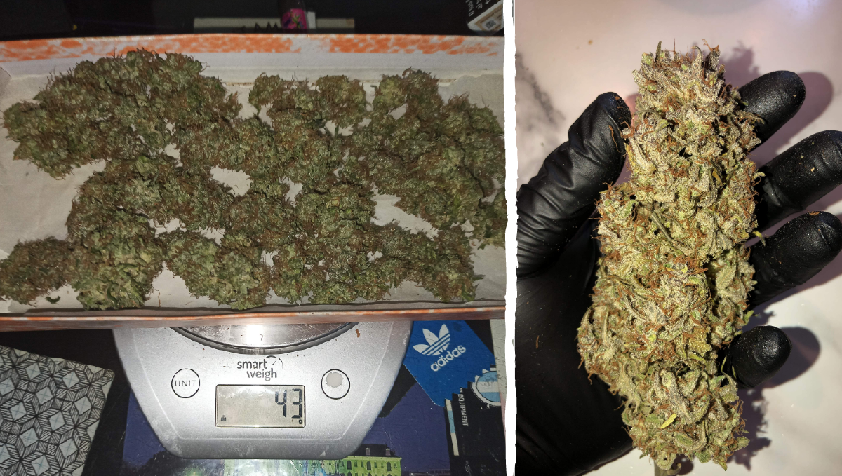 Blueberry auto week-by-week guide: type of effect