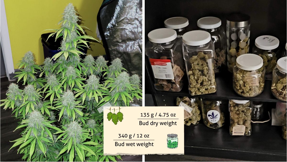 Mimosa Cake Auto cannabis strain outcome: a mature cannabis plant ready for harvest and jars full of dried buds