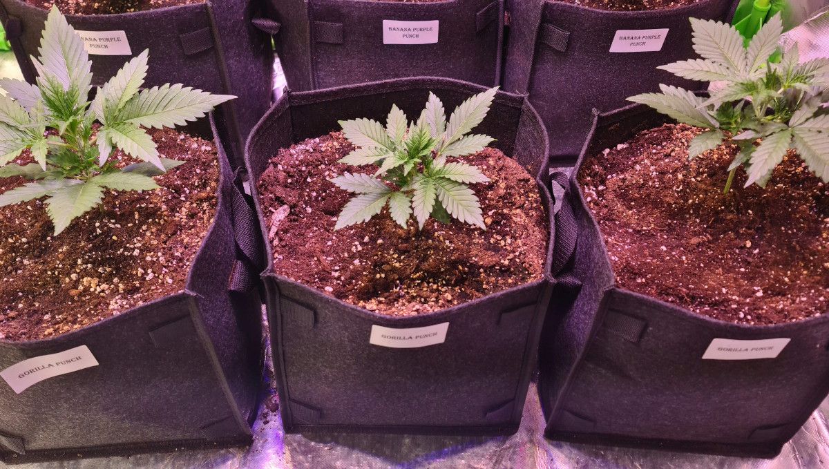 Gorilla Punch Auto 大麻品种：初期营养生长期 | 第2周 | 三株幼苗在种植袋内生长于帐篷中