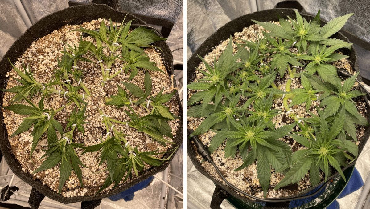 Purple Lemonade Auto 大麻品种周周种植指南 - 训练到位的自花型，即将进入开花阶段