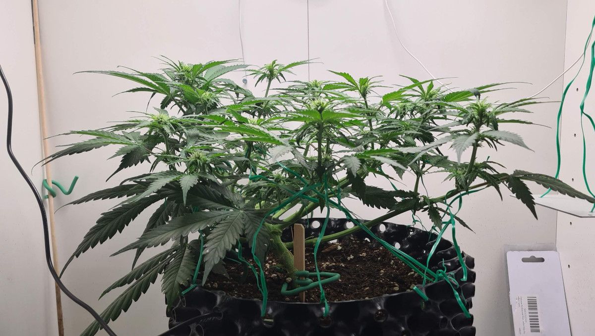 Super Lemon Haze Auto cannabis strain: early flower | weeks 6-7 | a small and short indoor marijuana plant with a flat trained canopy and several tops