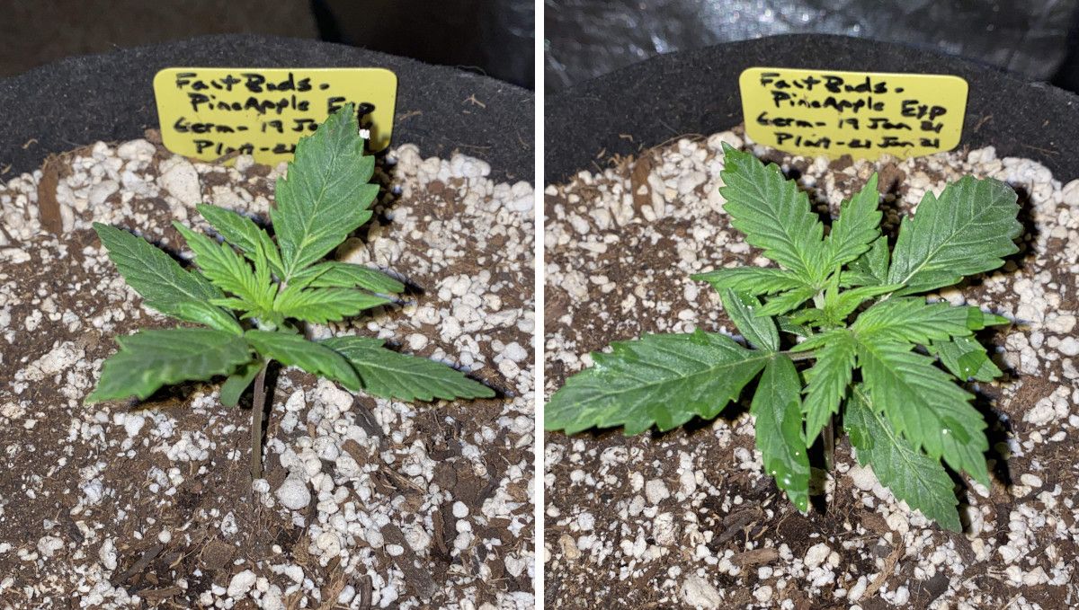 Pineapple Express Auto cannabis-variant: tidlig vekst | uke 2 | frøplantes fremdrift uke 2