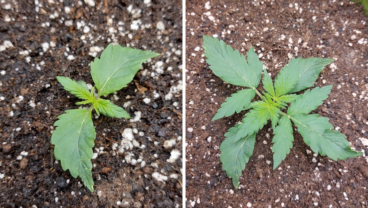 Gorilla Punch Auto 大麻品种：初期营养生长期 | 第2周 | 一株轻微叶变异的幼苗