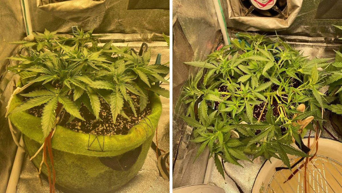 Gorilla Punch Auto 大麻品种：营养生长期中期 | 第3-4周 | 一株完全拉低的植株