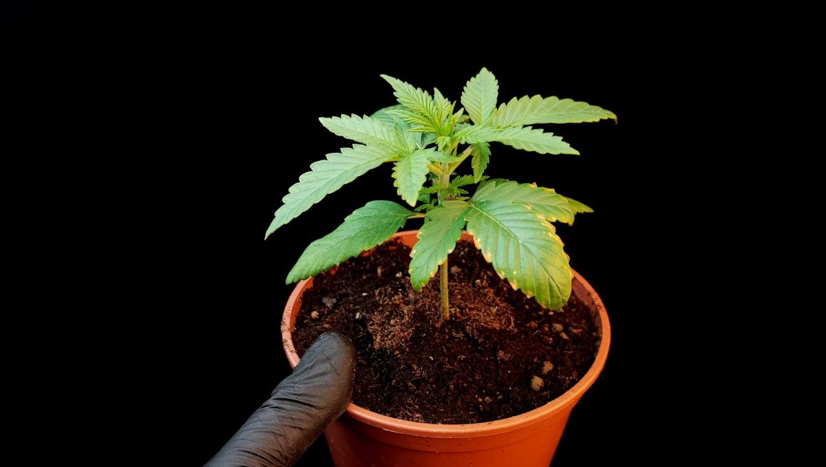 Tropicana Cookies Auto 대마 스트레인: 초기 생장기 | 2주차 | 하엽 변색