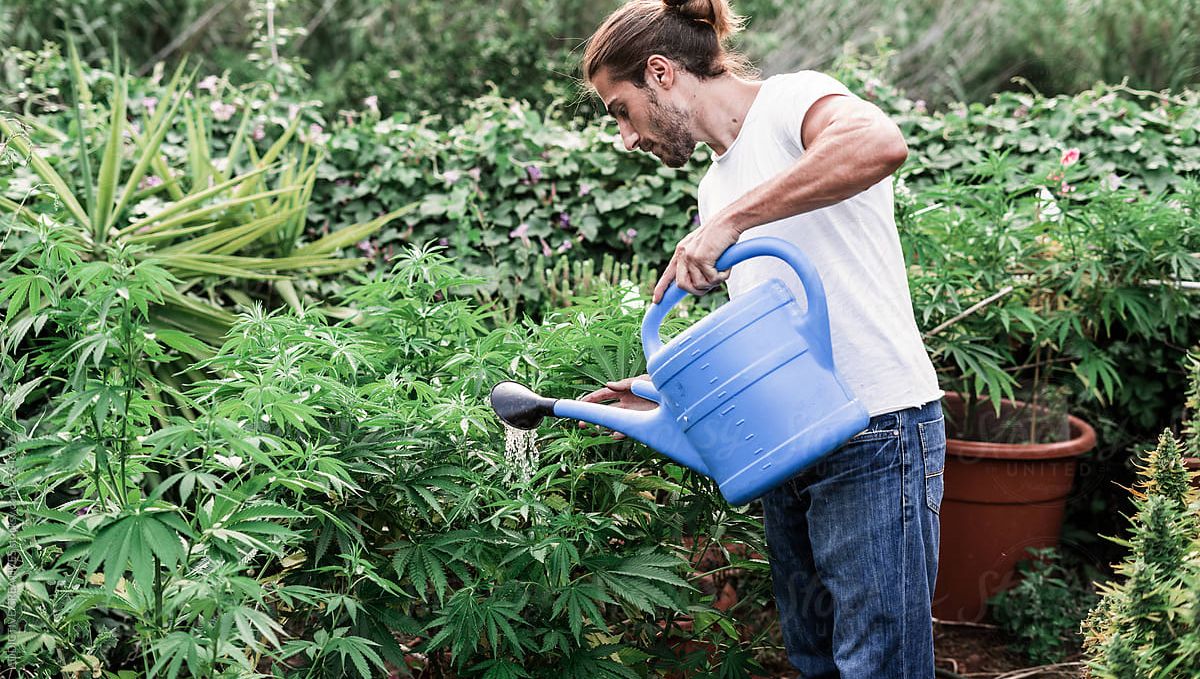 The ultimate guide to watering your plants plants: Watering during different growth stages