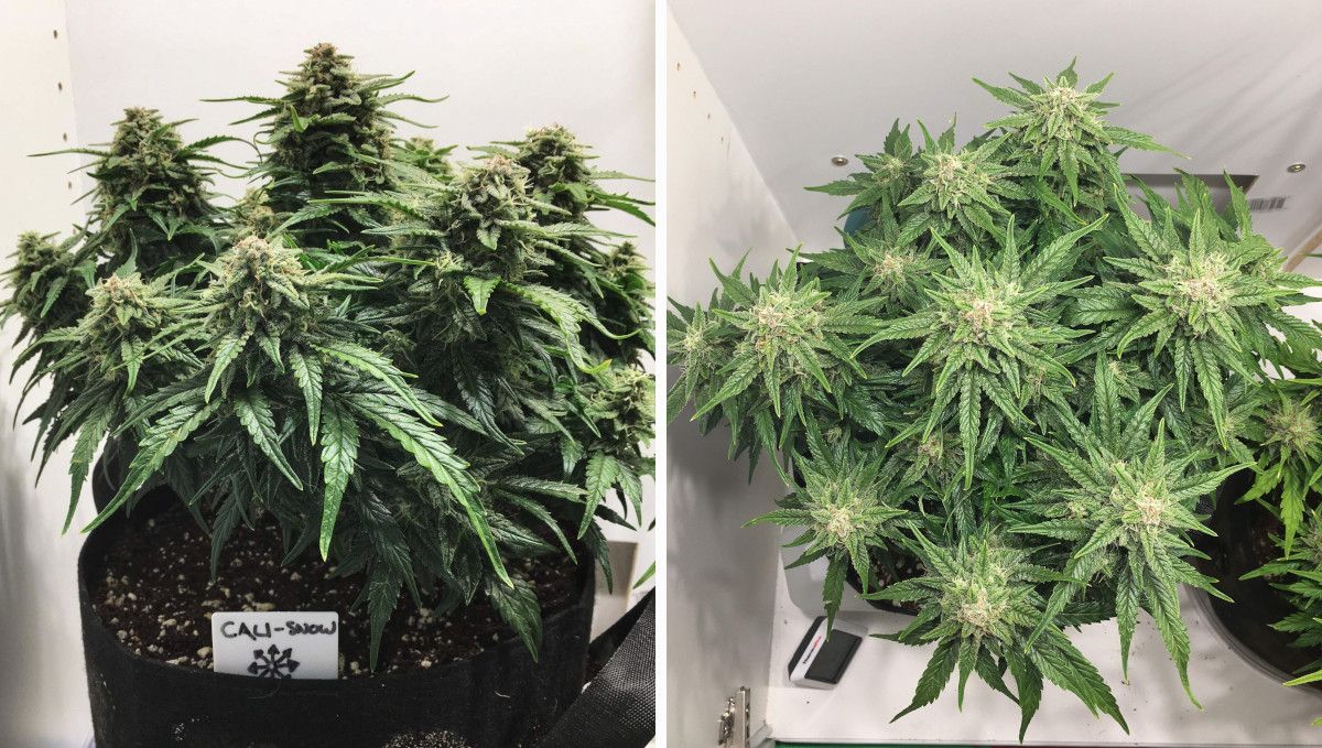 Californian Snow Auto cannabis strain: mid flower (bulk phase) | weeks 8-9 | a super compact autoflower with big, tight, and fleshy buds