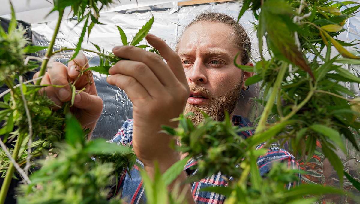 No Mortgages And Bank Accounts for Plants Industry Employees: A young man with beard is handling flowering plants plants