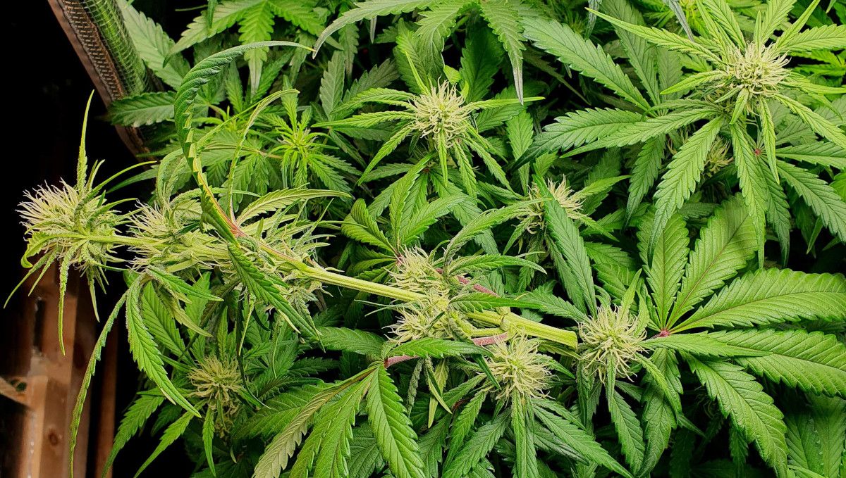 Cherry Cola Auto: ซุปเปอร์ครอป