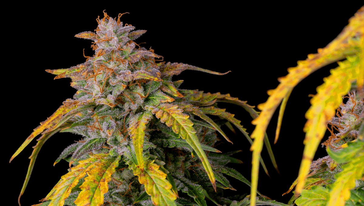 Top 10 strains to grow outdoors: Amnesia Z Auto
