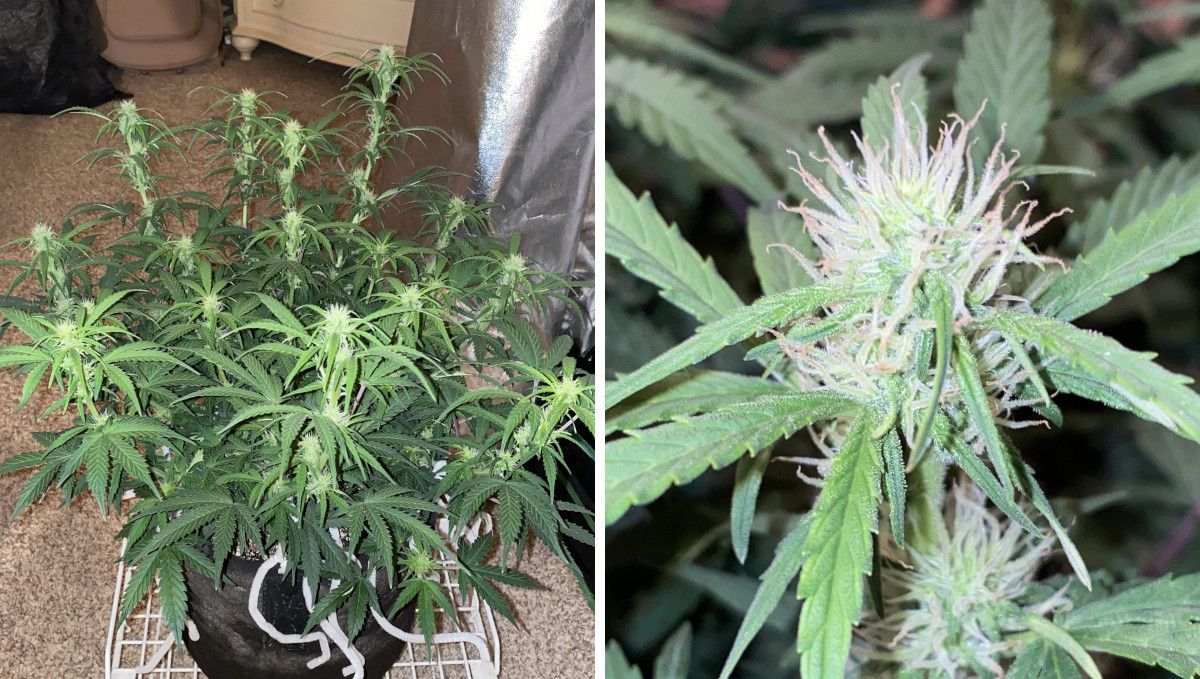 Pineapple Express Auto cannabis-variant: tidlig blomstring | uke 6-7 | autoflower strekker ut greinene og danner de første buds