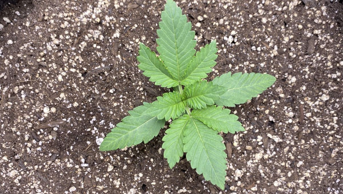 Cherry Cola Auto: ต้นกล้า สัปดาห์ที่ 2 วันที่ 10