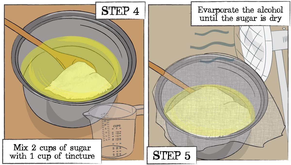 How to make plants sugar: step 4 and 5
