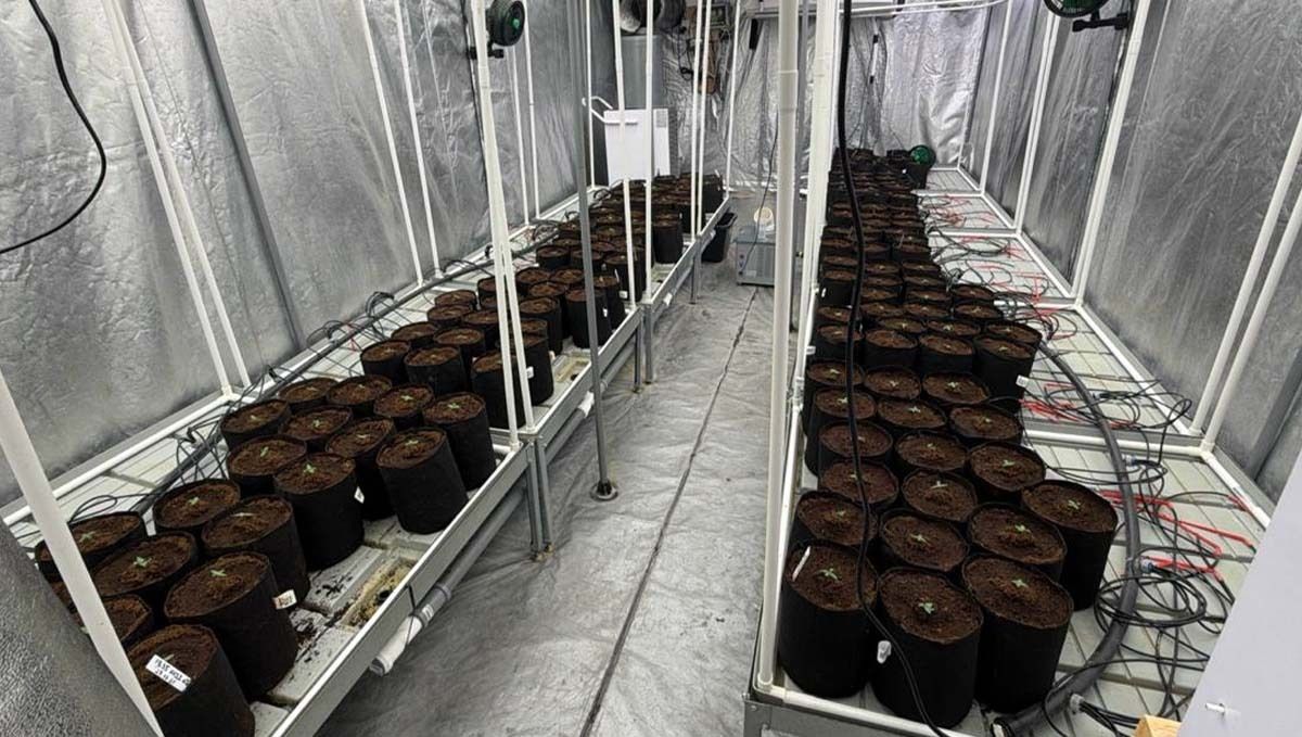 수분을 위해 선발된 수컷 식물이 재배 공간에서 건강한 성장과 안정적인 구조를 보여줌.