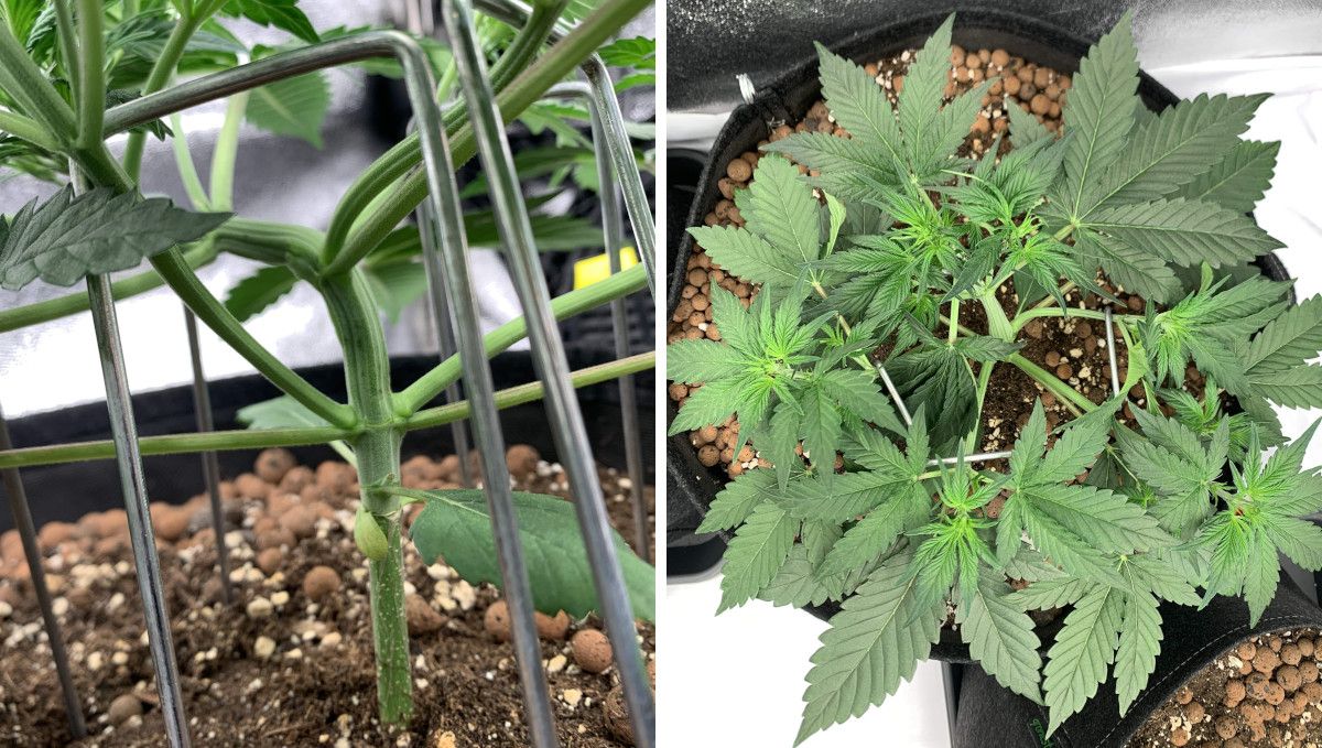 Strawberry Gorilla Auto Cannabissorte: Mittlere Vegetationsphase | Wochen 3-4 | Low-Stress-Training
