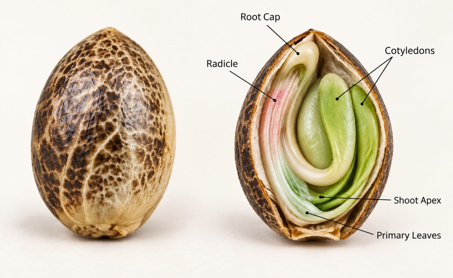 Guide germination : anatomie d’une graine