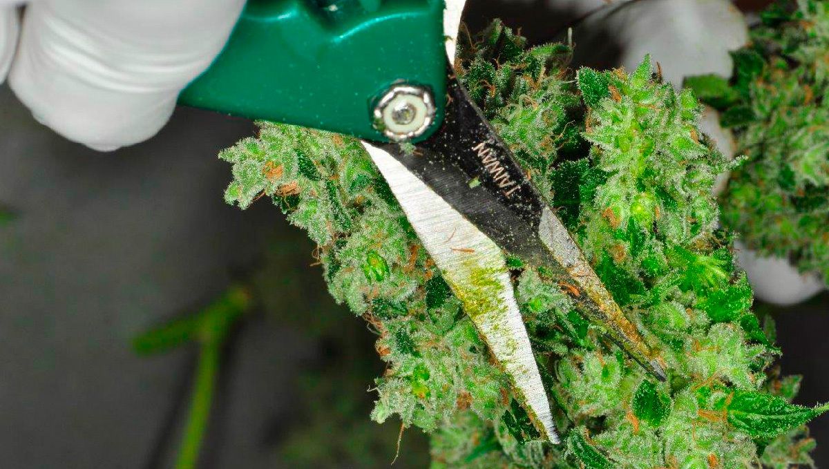 Gorilla cookies auto week-by-week guide: wet trimming