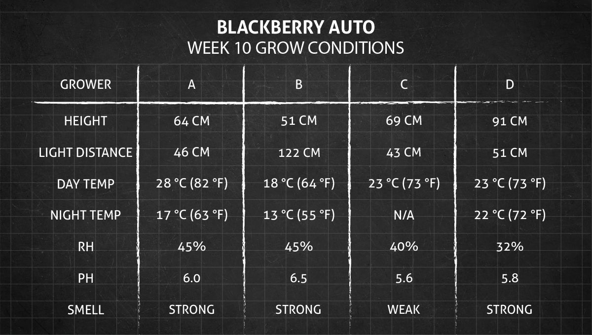 Blackberry Auto cannabis strain: week 10 grow conditions