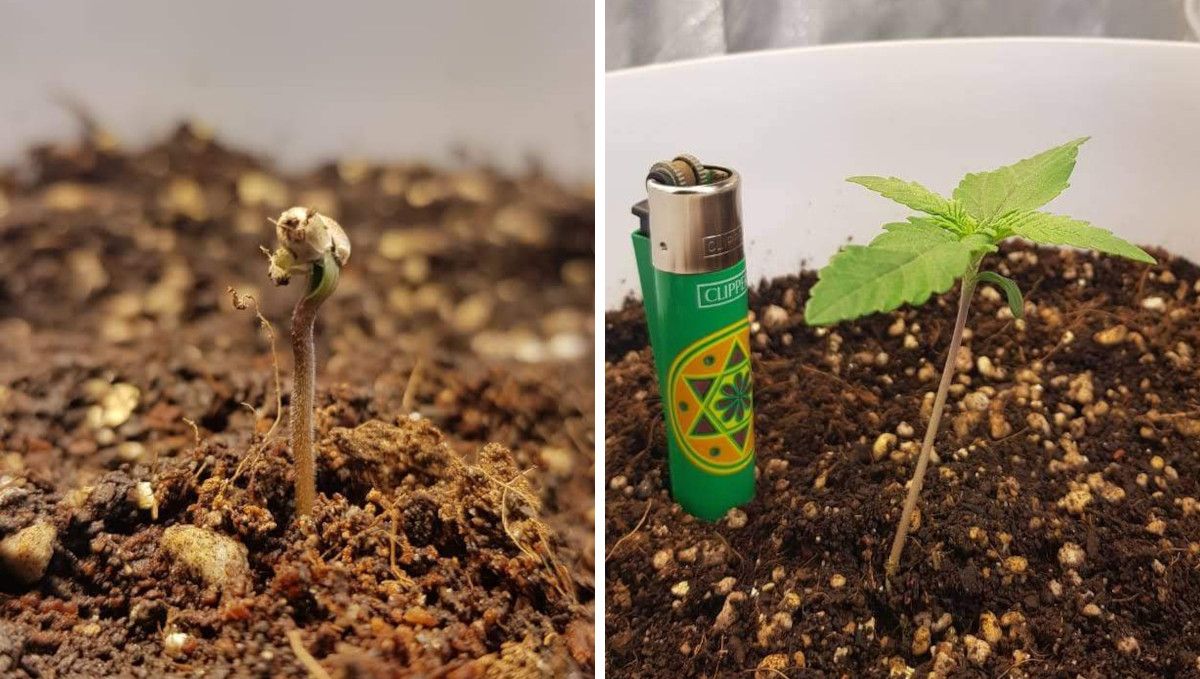 オートマザール大麻ストレイン：発芽と苗期 | 1週目 | 殻が残った芽・1週目の終わりにライターと比較した同じ株