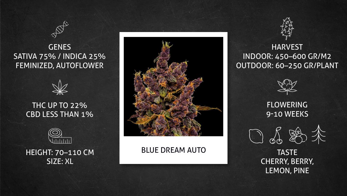 ข้อมูลสายพันธุ์กัญชา Blue Dream Auto
