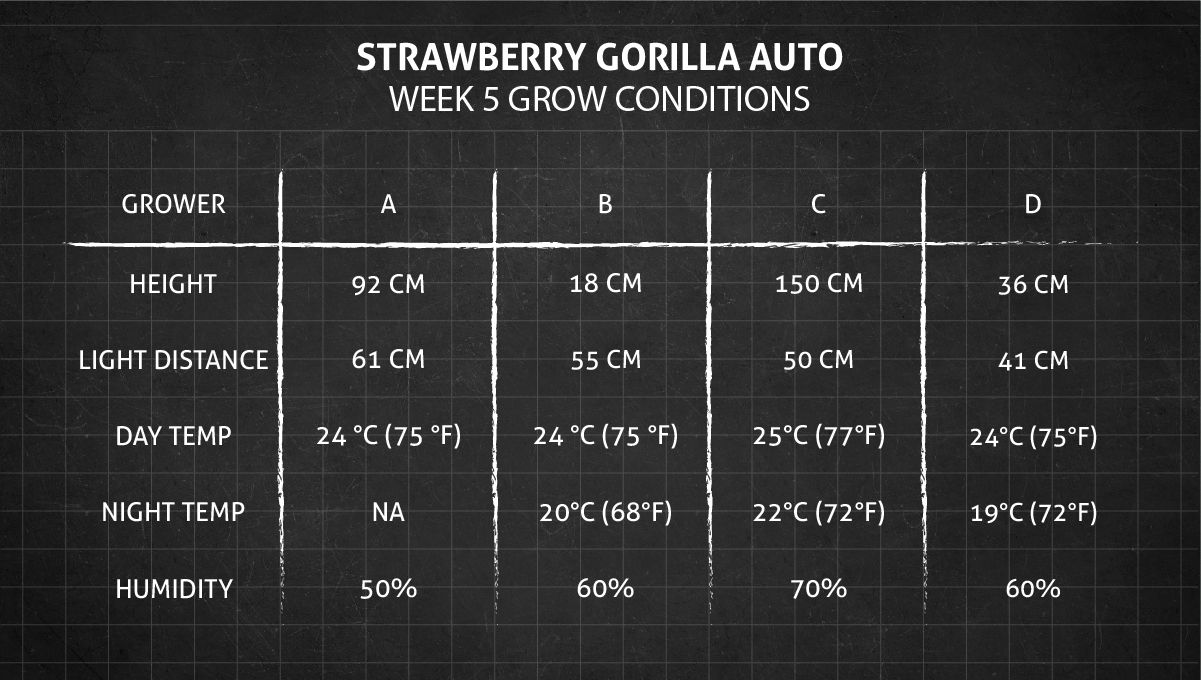 Strawberry Gorilla Auto Cannabissorte: Anbaubedingungen in Woche 5.