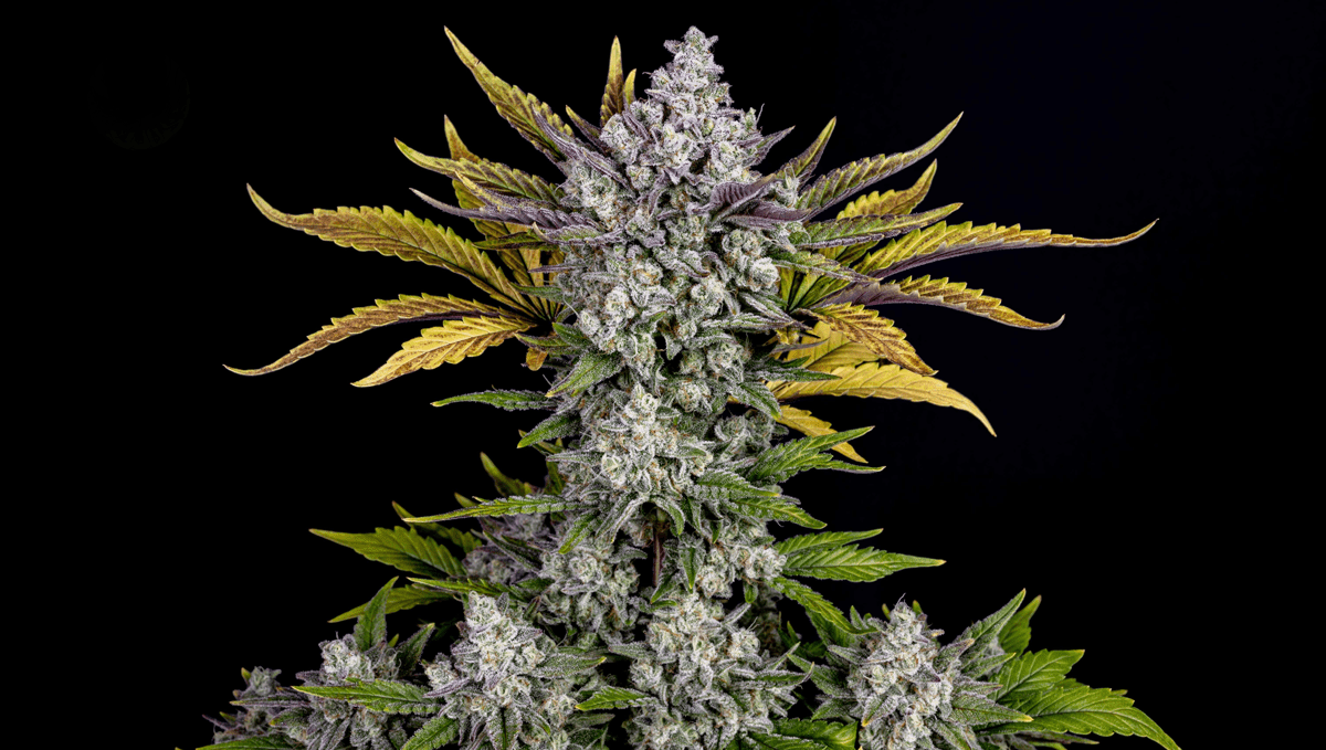 Top 5 best indoor autoflower strains: gorilla cookies auto