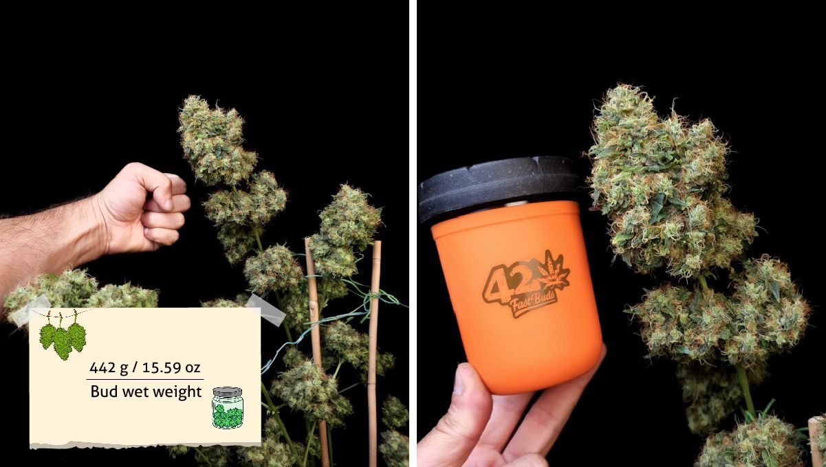 GG4 Sherbet FF cannabis strain: yield | a grower's arm as he shows the size of his pre-trimmed indoor plant with big bulging buds
