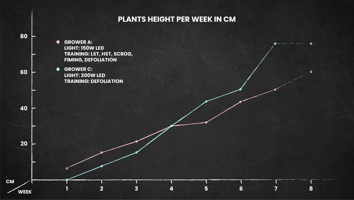 Gorilla Cookies Auto Plants Seed Week-by-Week Guide: A height chart