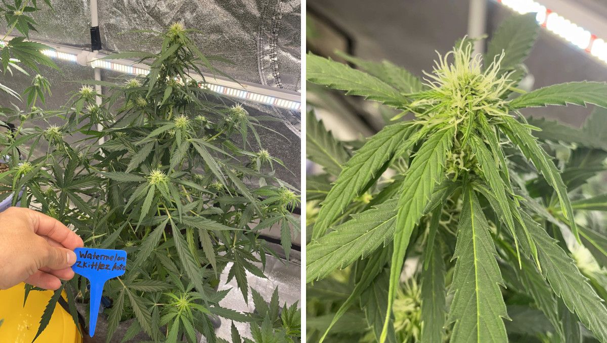 Watermelon Z Auto カンナビス品種: 初期開花 | 6-7週目 | 自然なブッシュ型株と未成熟なバッドのクローズアップ