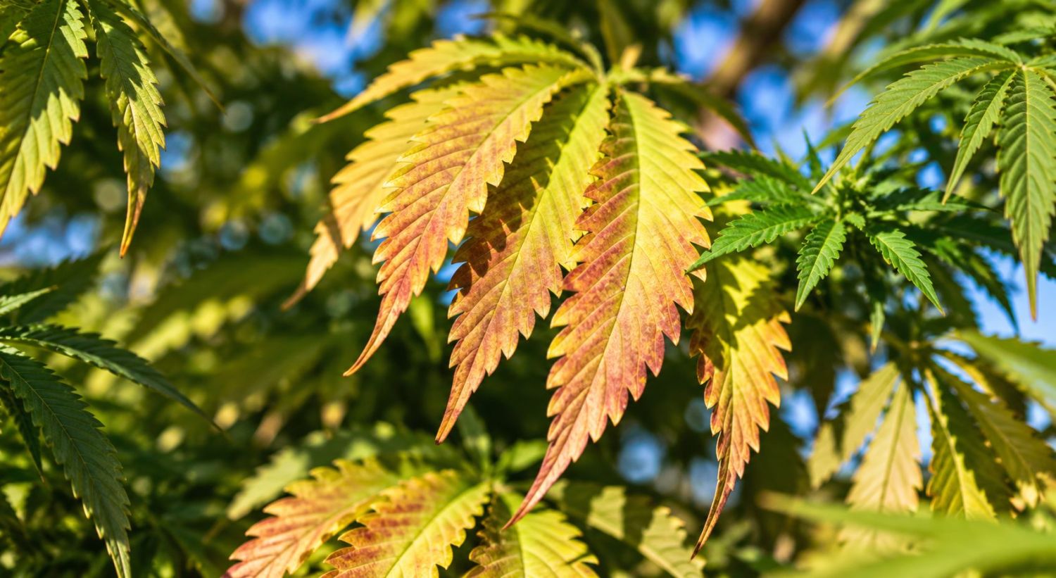 How To Tell If My Auto Is Ready for Return: Plants Yellow Leaves