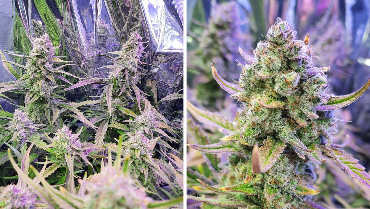 Strawberry Gorilla Auto Cannabissorte: mehrere Spitzen einer Indoor-Autoflower, reichlich mit Harz bedeckt, und eine Nahaufnahme einer der Bl&uuml;ten.