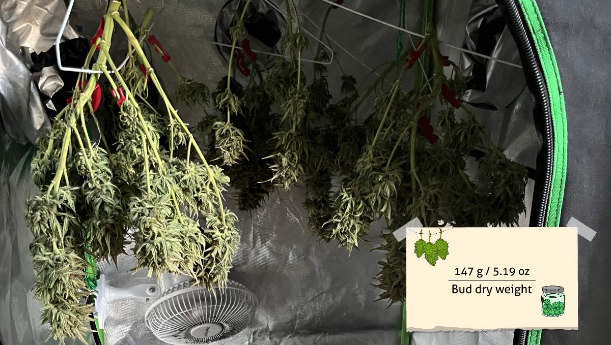 Amnesia Z Auto cannabis strain outcome: long and fat but leafy dry marijuana buds