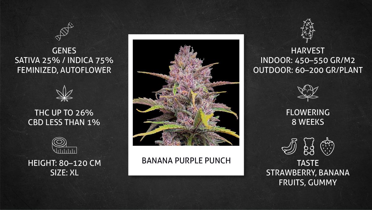 Banana Purple Punch Auto भांग स्ट्रेन: डाटा शीट