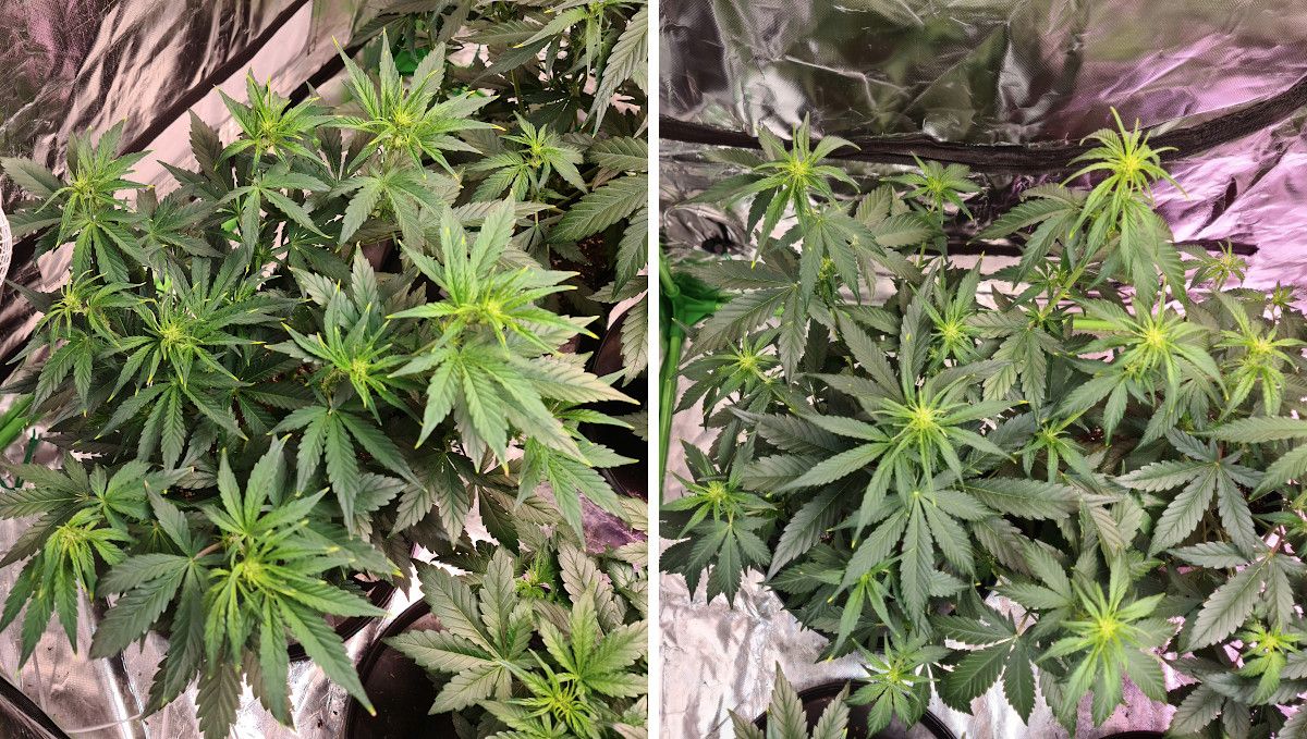 Gorilla Punch Auto 大麻品种：转换（初花期）| 第5周 | 中等大小自动花初现花