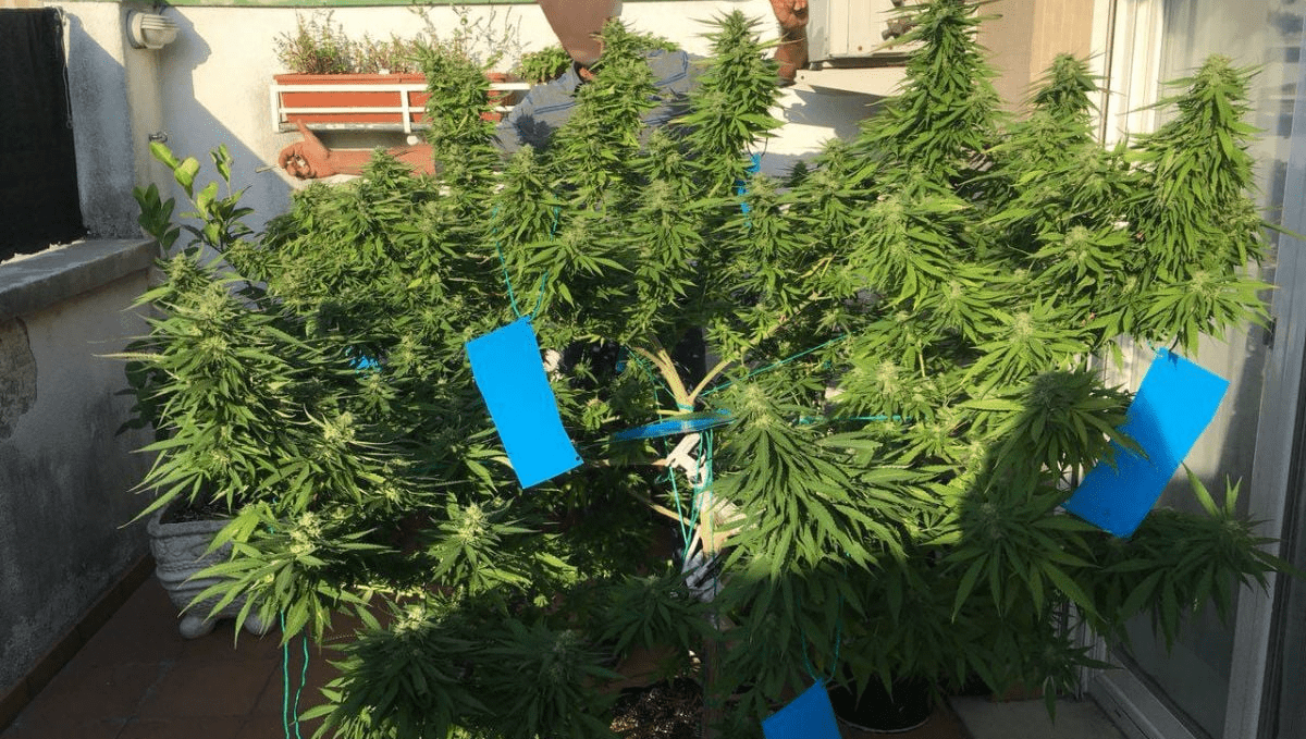 Top 5 best outdoor autoflower strains: gorilla glue auto