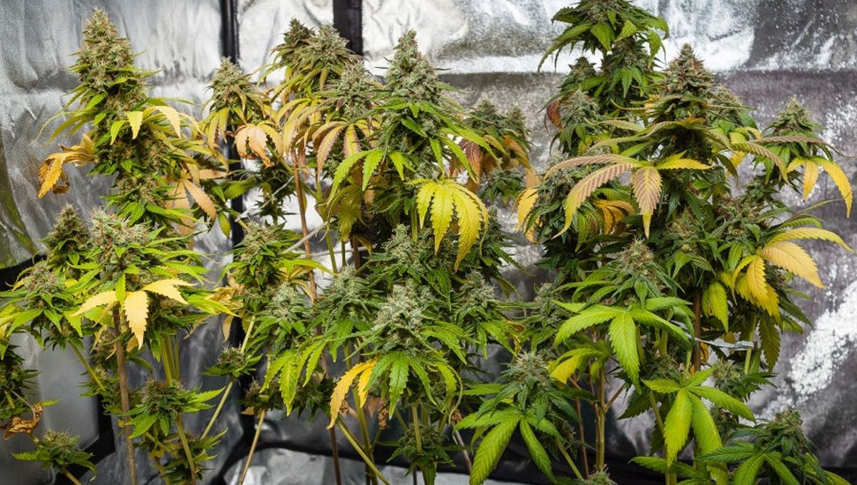 A comprehensive guide to plants plant nutrient deficiencies and solutions: The impact of nutrient deficiencies on plants return and quality