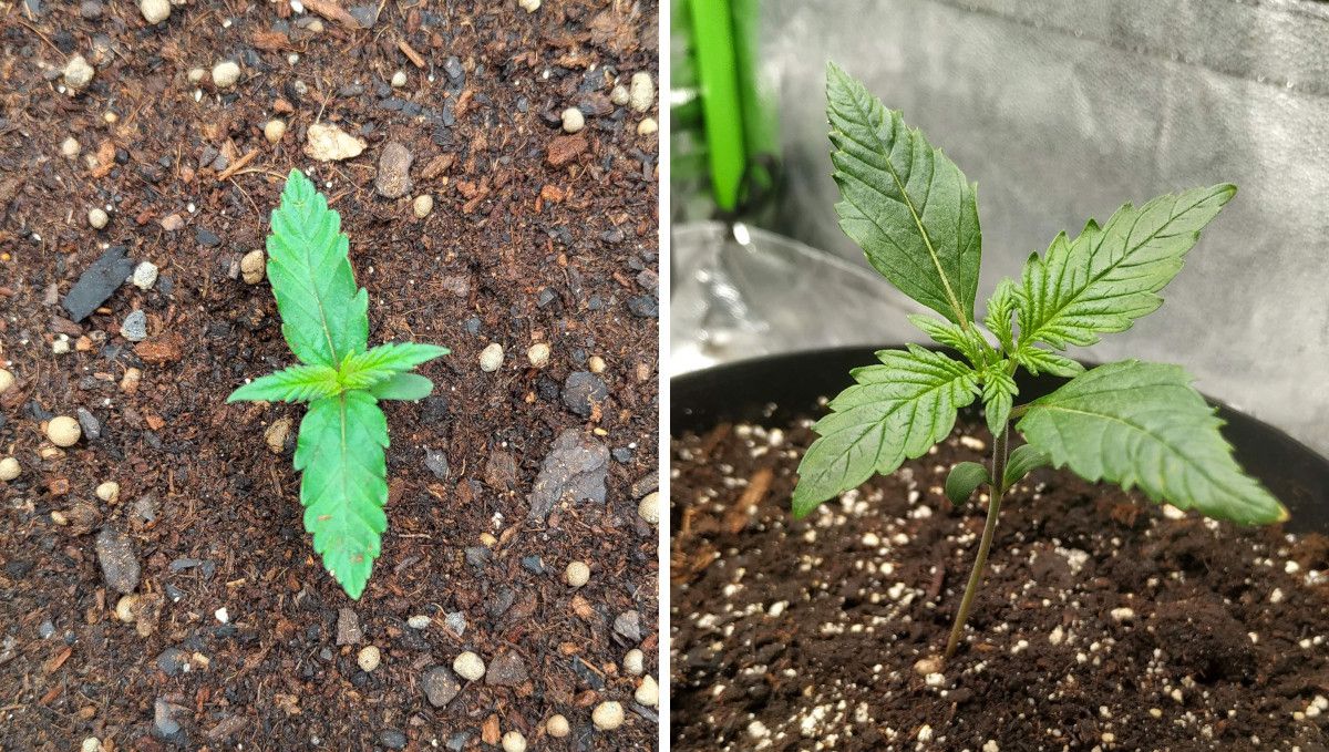 Gorilla Z Auto cannabis strain: germination and seedling stage | week 1 | two cannabis seedlings growing in pots indoors