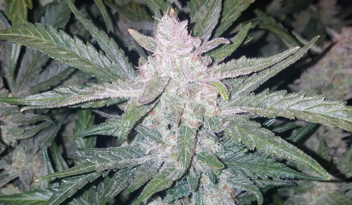 Top 5 Best Auto Strains for Sex: Mexican Airlines Auto from fast buds